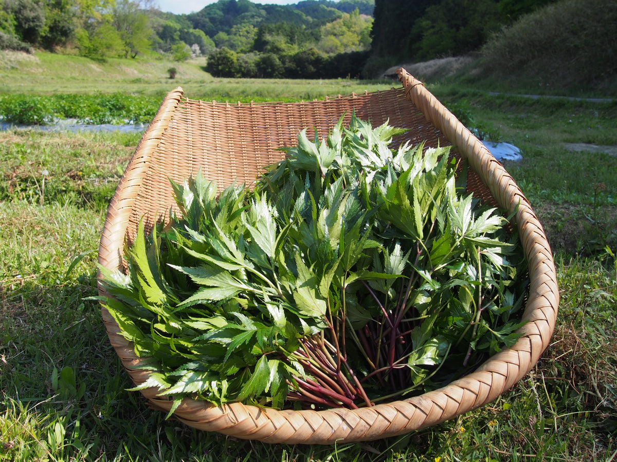 大和当帰 – 奈良まほろば館